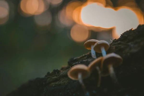 Eine Selektive Fokusaufnahme Von Kleinen Pilzen Auf Dem Baum Mit — Stockfoto