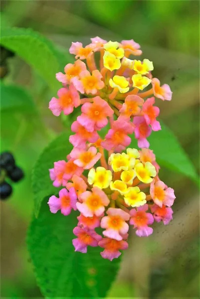 Вертикальный Снимок Разноцветных Цветов Лантаны — стоковое фото