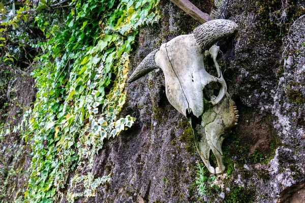 A closeup shot of an animal skull hanging on a weathered stone wall