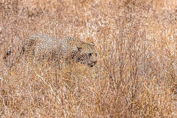 Afrikansk Leopard Går Ett Torrt Gräsfält Dagtid — Stockfoto