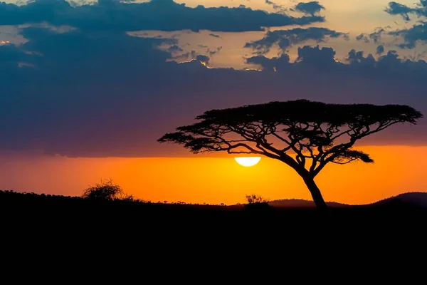 Захватывающий Вид Силуэт Дерева Равнинах Саванны Время Заката — стоковое фото