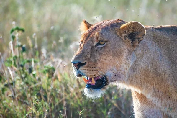 Leão Fêmea Furioso Procura Presas Num Campo Relva Deserto — Fotografia de Stock