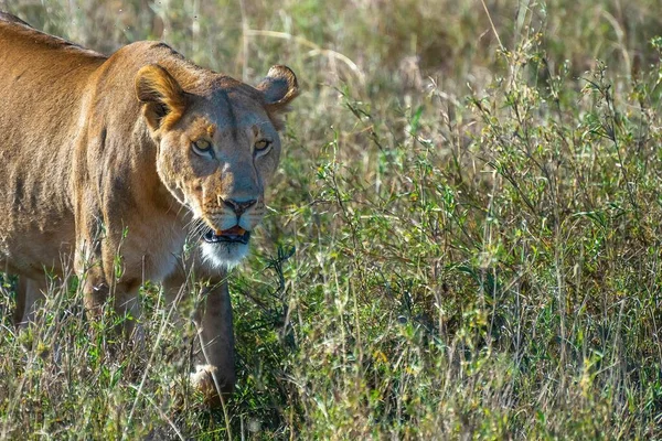 Leão Fêmea Furioso Procura Presas Num Campo Relva Deserto — Fotografia de Stock