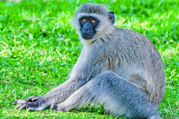 Piękne Ujęcie Zabawnej Małpy Trawie Afryce — Zdjęcie stockowe
