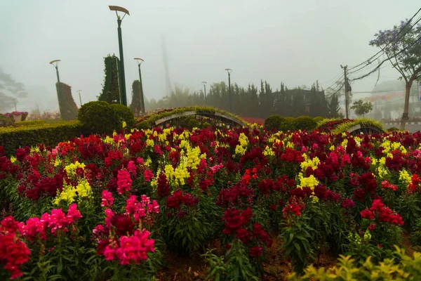 Park Med Vackra Och Färgglada Blommor Dimmig Eftermiddag Phu Yen — Stockfoto