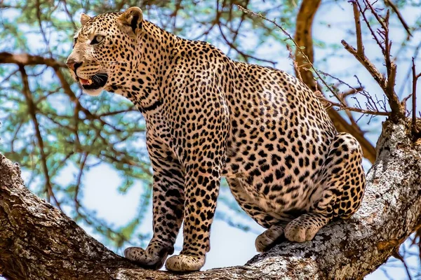 Leopardo Africano Sentado Uma Árvore Olhando Redor Uma Selva — Fotografia de Stock