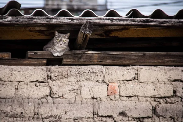 Krásná Fotka Kočky Skrývající Pod Střechou — Stock fotografie