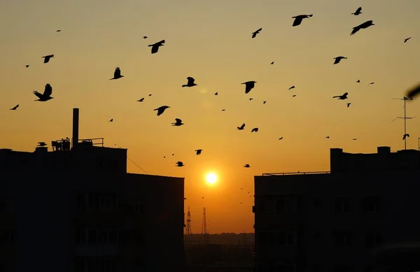Стая Птиц Полете Между Зданиями Закате Бухаресте — стоковое фото