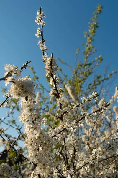 Belo Tiro Das Flores Brancas Uma Árvore Florescente Com Céu — Fotografia de Stock