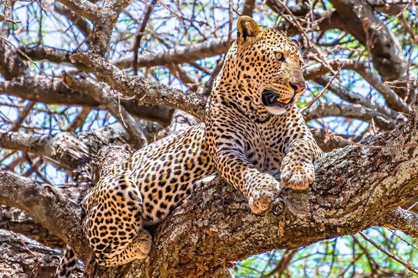 An African leopard sitting on a tree looking around in a jungle