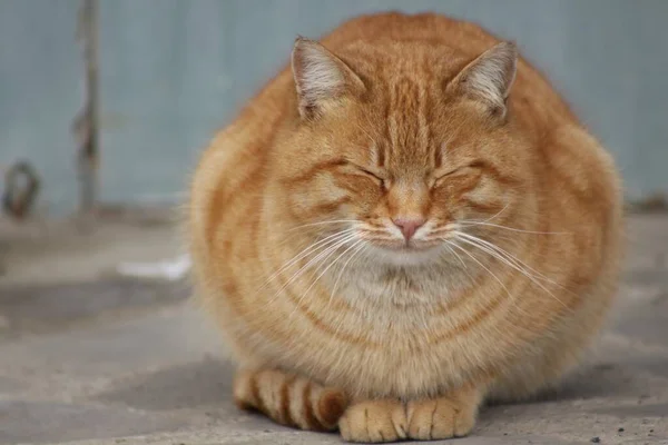 Una Hermosa Toma Lindo Gatito Esponjoso Sentado Suelo Con Los — Foto de Stock