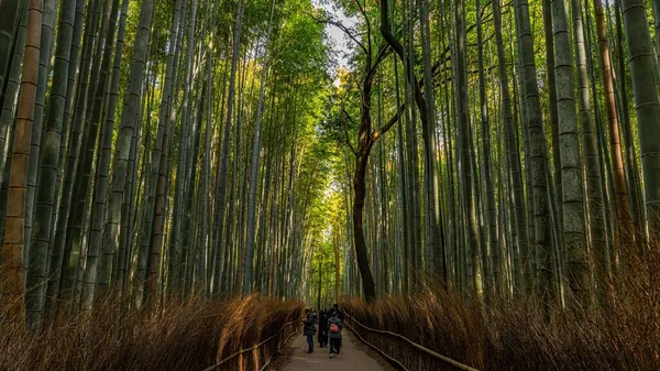 Tiro Largo Hierbas Altas Bambú Arashiyama Bamboo Grove Kyoto Japón —  Fotos de Stock