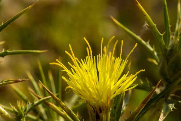 Yellow Flower Head Long Spined Leaves Smooth Distaff Thistle Carthamus — Stock Photo, Image