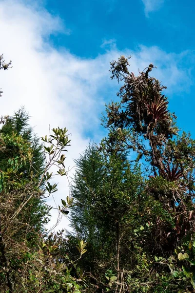 Plano Vertical Bajo Ángulo Plantas Verdes Con Cielo Azul Nublado —  Fotos de Stock