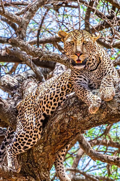 An African leopard sitting on a tree looking around in a jungle