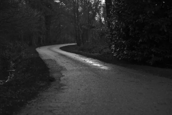 Die Graustufenaufnahme Der Straße Durch Den Wald Perfekt Für Den — Stockfoto