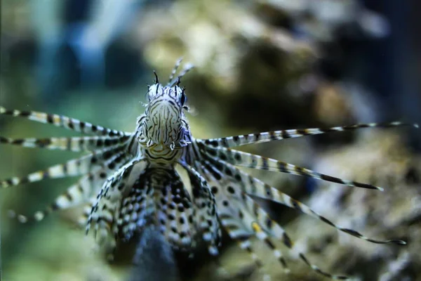 Beautiful Shot Exotic Lionfish Aquarium — Stock Photo, Image