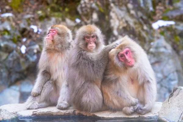 Tiga Monyet Jepang Yang Lucu Duduk Berdampingan Atas Batu Dengan — Stok Foto