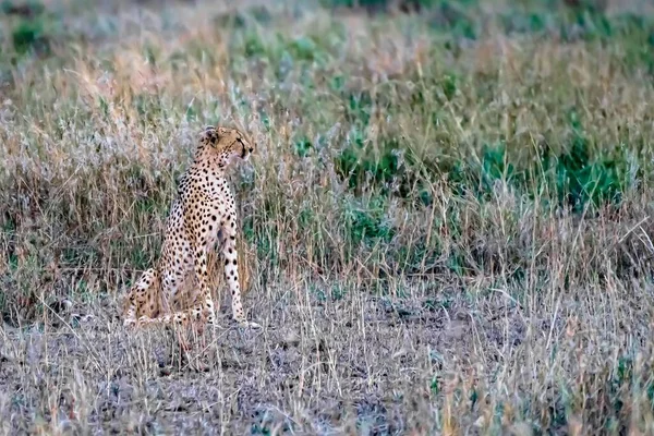Leopardo Africano Campo Herboso Durante Día —  Fotos de Stock