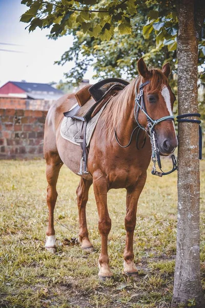 Tiro Vertical Cavalo Amarrado Uma Árvore Com Uma Sela — Fotografia de Stock