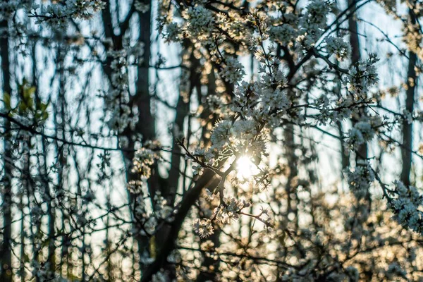 Bel Colpo Dei Rami Albero Fiore Con Fiori Bianchi — Foto Stock