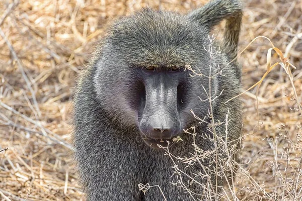 Sahadaki Afrika Maymunu Görüntüsü Arka Plan Için Mükemmel — Stok fotoğraf