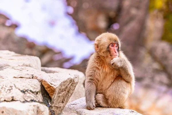Ein Süßer Affe Sitzt Mit Der Hand Kinn Auf Einem — Stockfoto