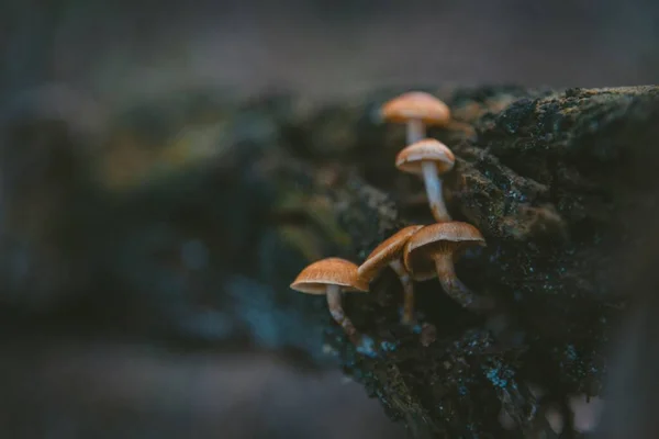 木に成長する小さなキノコの選択的な焦点ショット — ストック写真