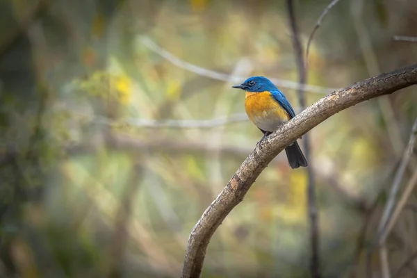 Beautiful Tickell Blue Flycatcher Cyornis Tickelliae Perched Branch Forest — Stock Photo, Image