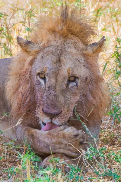 Lion Reposant Sur Herbe Les Buissons Pendant Journée — Photo