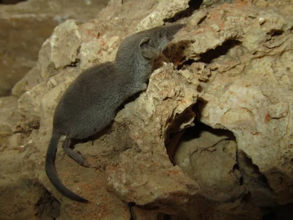 Closeup Shot Grey White Toothed Pygmy Shrew Maltese Islands — Stock Photo, Image