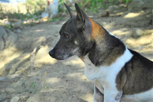 Closeup Rat Terrier Standing Ground Sunlight Blurry Background — Stock Photo, Image