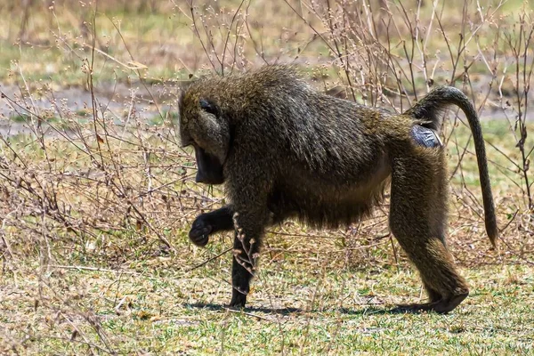 Μια Όμορφη Φωτογραφία Της Αφρικανικής Μαϊμούς Εντοπίστηκε Μια Καταπράσινη Πεδιάδα — Φωτογραφία Αρχείου