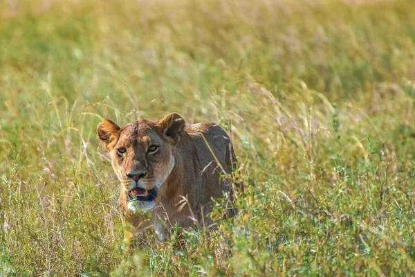 Leão Fêmea Furioso Procura Presas Num Campo Relva Deserto — Fotografia de Stock