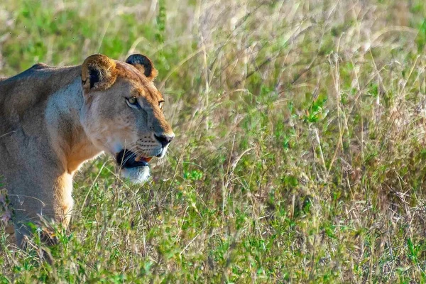 Une Femelle Lion Colère Recherche Proies Dans Champ Herbe Dans — Photo