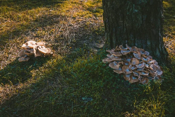 Disparo Alto Ángulo Setas Creciendo Suelo — Foto de Stock