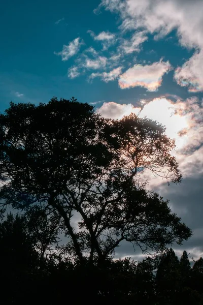Pionowe Ujęcie Sylwetki Drzew Zachmurzonym Błękitnym Niebem Tle — Zdjęcie stockowe