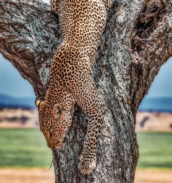 An African leopard climbing coming down the tree during daytime
