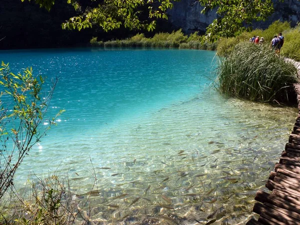 Μια Λίμνη Που Περιβάλλεται Από Φυτά Και Δέντρα Στο Plitvice — Φωτογραφία Αρχείου