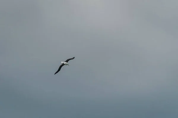 Low Angle View Southern Royal Albatross Flying Sea Cloudy Sky — Stock Photo, Image