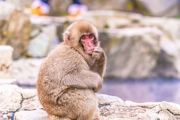 Macaco Japonês Sentado Uma Rocha Direto Para Câmera Com Fundo — Fotografia de Stock