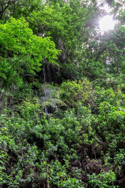 Vertikal Bild Vattenfall Omgiven Gröna Växter Skogen — Stockfoto