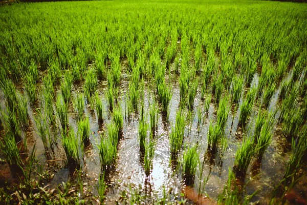 Beautiful High Angle Shot Fresh Rice Paddies Vang Vieng Laos — Stock Photo, Image