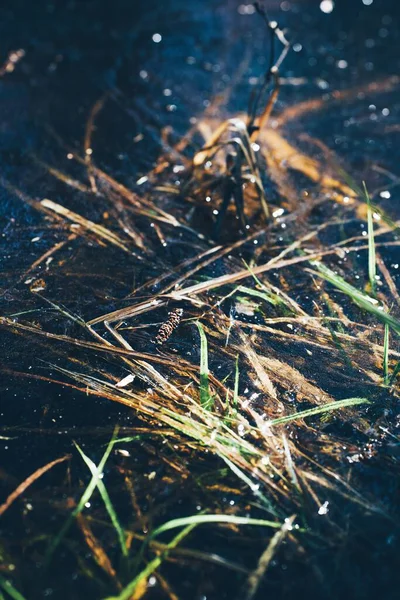 Een Verticaal Schot Van Droog Gras Steken Uit Het Water — Stockfoto