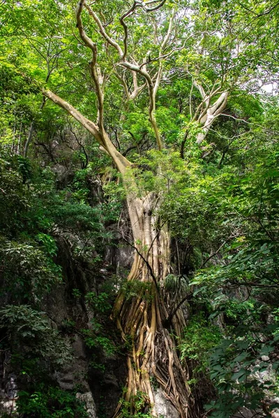 Svislý Záběr Krásného Starého Stromu Lese — Stock fotografie