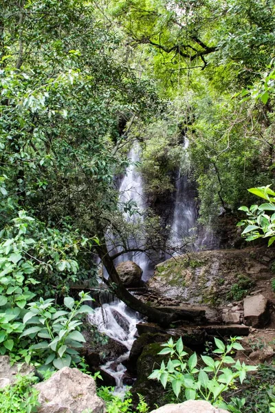 森の緑の植物に囲まれた滝の垂直ショット — ストック写真