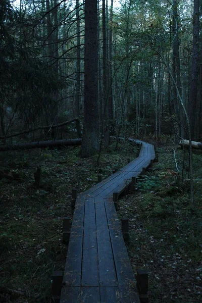 Beautiful Shot Boardwalk Tall Trees Forest Perfect Background — Stock Photo, Image