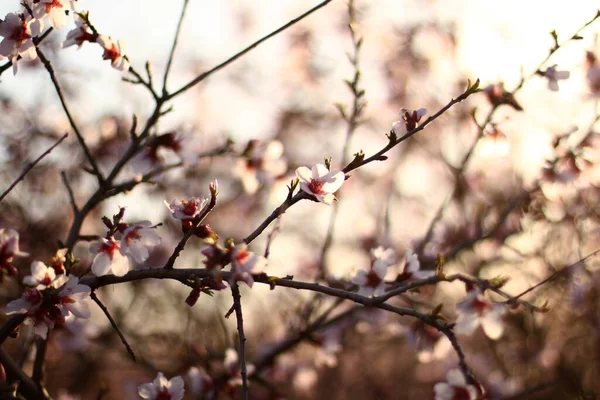 Gros Plan Une Belle Fleur Amande Sous Lumière Soleil Pendant — Photo