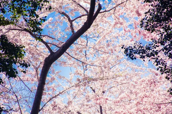 National Cherry Blossoms Washington — Stock Photo, Image