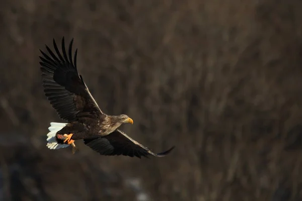 Águila Cola Blanca Volando Bajo Luz Del Sol Con Fondo — Foto de Stock